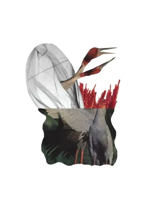 NEURONA COLLAGE STUDIO- 5"x7" Collage Print- Grullas Sarus