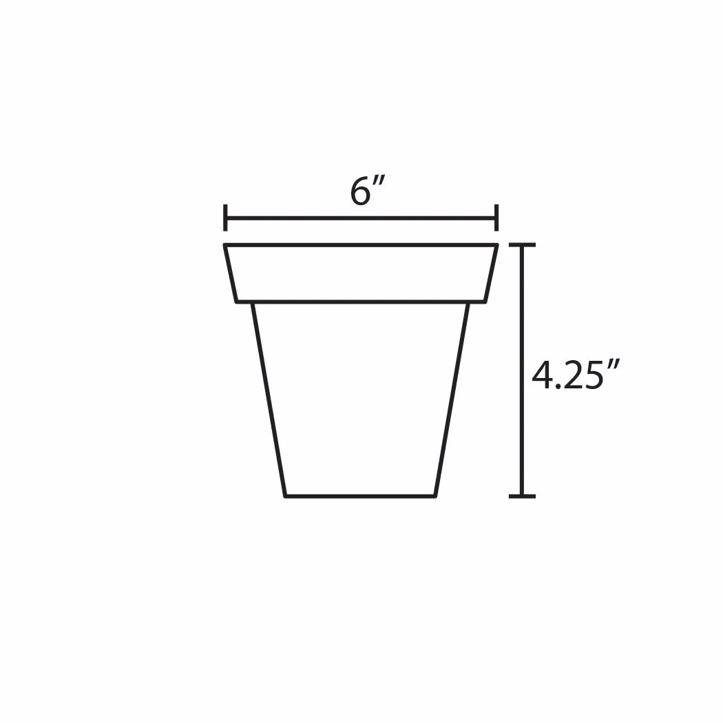 Philodendron 'Brasil' | 6-Inch Container