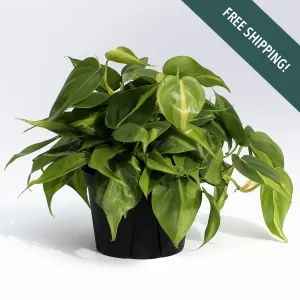 Philodendron 'Brasil' | 6-Inch Container