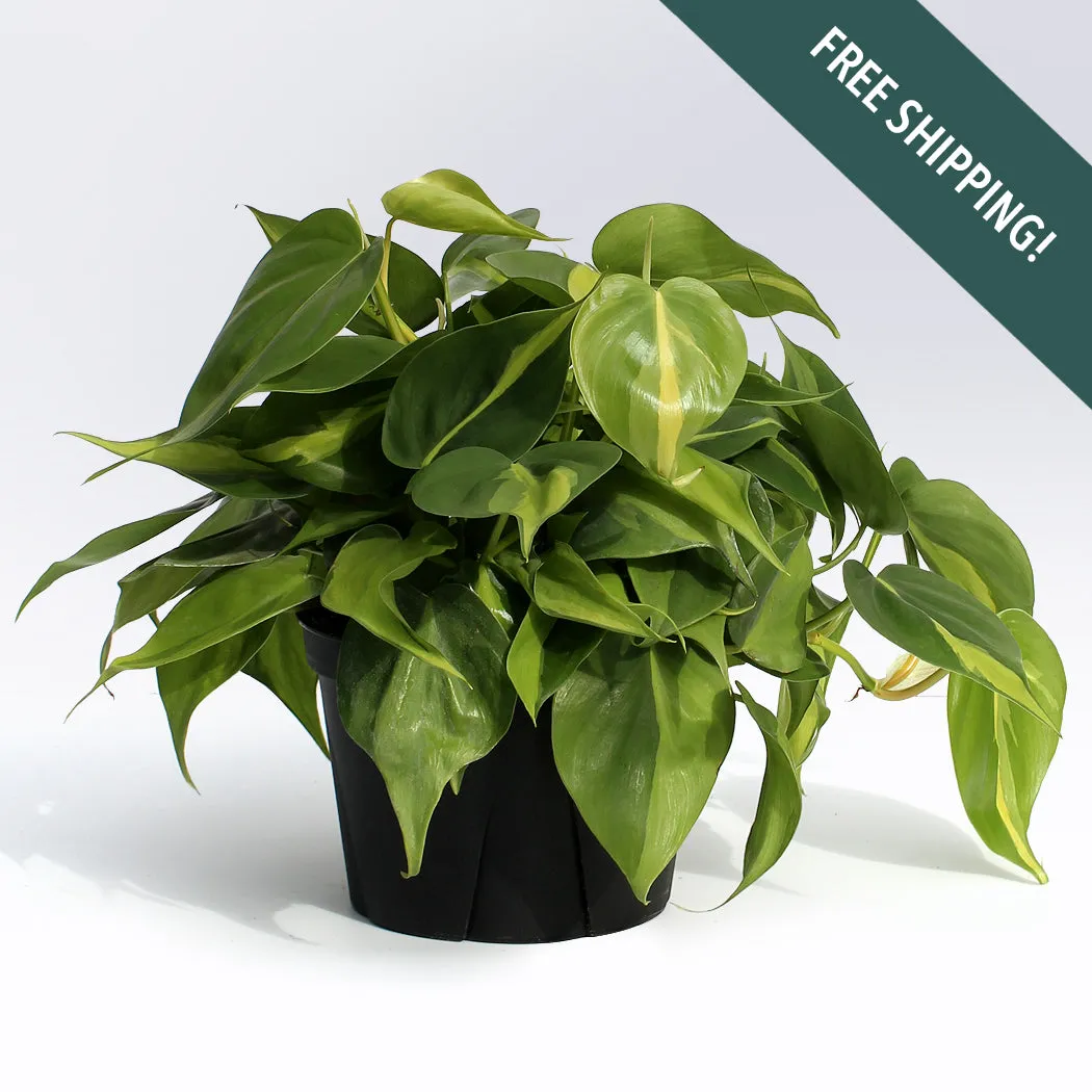 Philodendron 'Brasil' | 6-Inch Container